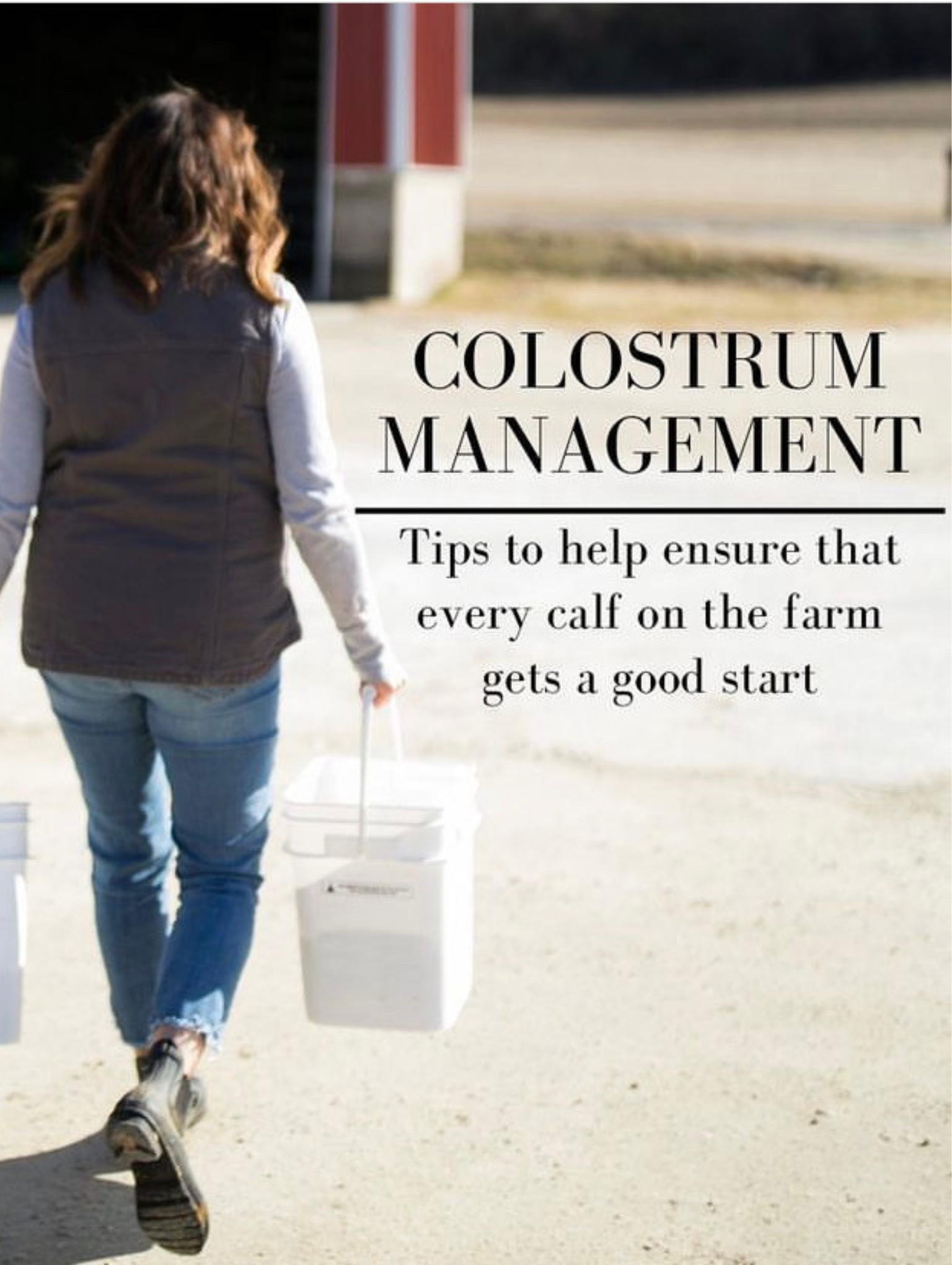 Wisconsin dairy farmer carrying bucket of colostrum