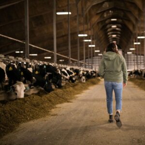 it's herd health day! Herd health day on a modern day dairy farm